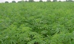 Конопля и роза: один класс, один порядок