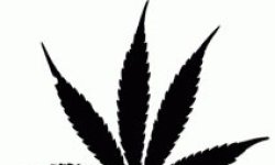 Вред курения конопли