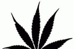 Вред курения конопли